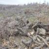 Avrupalı Süryanilerden Orman Bakanına Çağrı